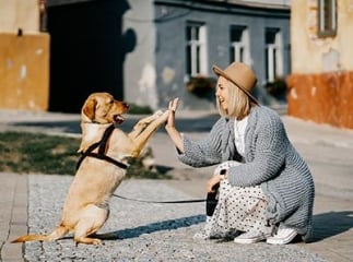 Chien et assurance